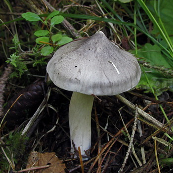 Опасный ядовитый гриб — Рядовка мышиная или заостренная