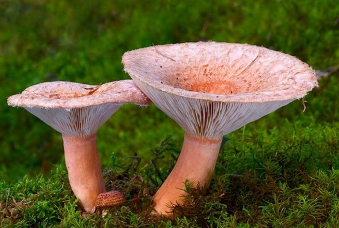 Замечательные грибы волнушки: здесь всё, что вы не знали о красулях и белянках!