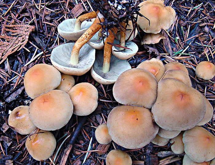 Cъедобный и очень вкусный гриб — Опенок серопластинчатый