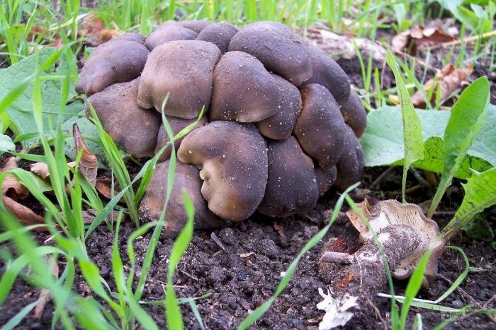 Что таится под необычным названием гриба Рядовка скученная?