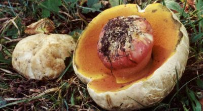 Вы ничего не знали о сатанинском грибе! В чем его опасность?