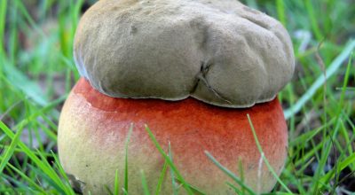 Вы ничего не знали о сатанинском грибе! В чем его опасность?