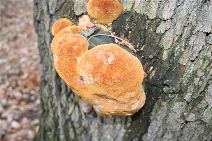 Удивительный гриб-паразит — Трутовик дубовый!