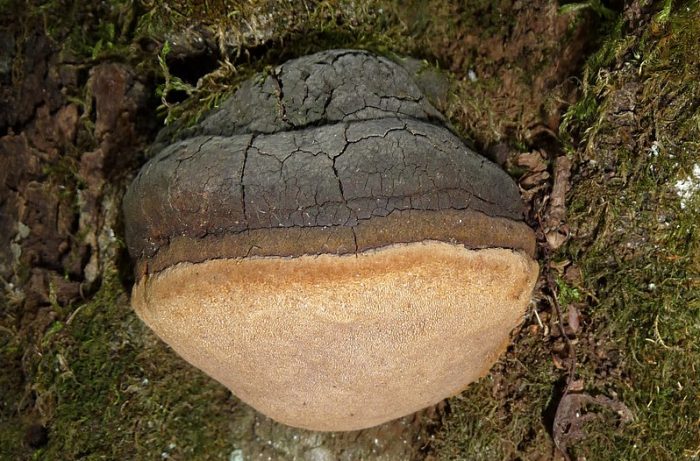 Удивительный гриб-паразит — Трутовик дубовый!