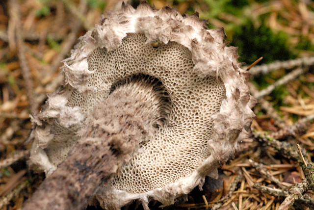 Всё, что нужно знать о необычном грибе — Шишкогриб хлопьеножковый!