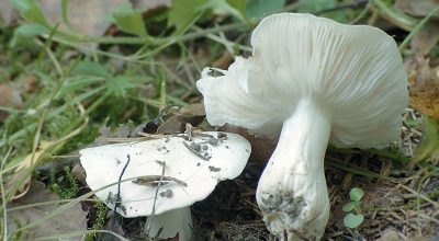 Что Вы знали о грибе Рядовка голубиная?