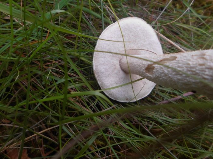 Редкий гриб из Красной книги — Осиновик белый