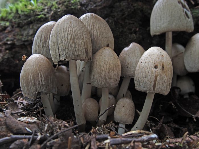 Навозник серый — гриб-чернила, удивительный представитель лесного царства!
