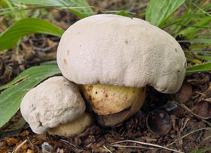 Опасный двойник Белого гриба — Боровик коренящийся!