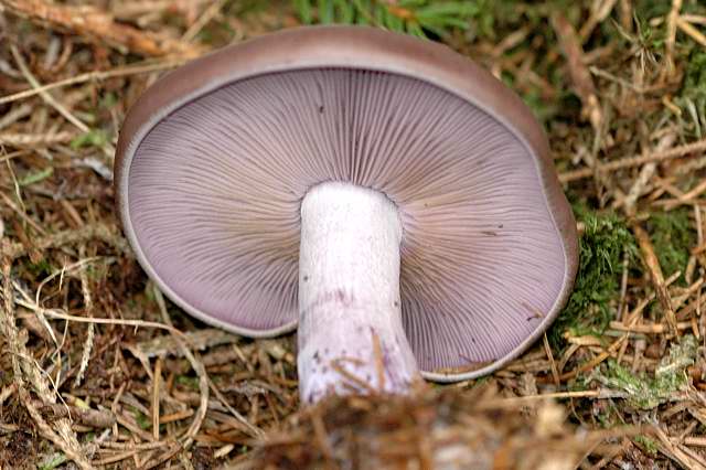 Что вы знаете о сиреневом грибе — Рядовка фиолетовая?