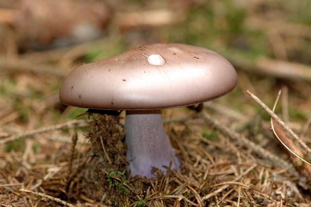 Что вы знаете о сиреневом грибе — Рядовка фиолетовая?