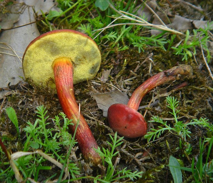 Съедобный гриб с красной шляпкой