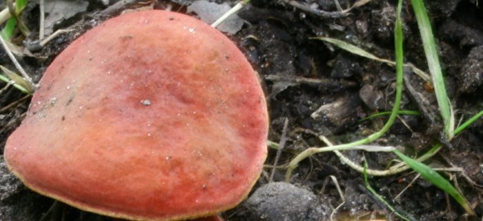 Съедобный гриб с красной шляпкой