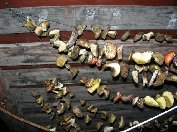 Можно ли сушить Польские грибы для хранения и дальнейшего использования в домашней кулинарии?