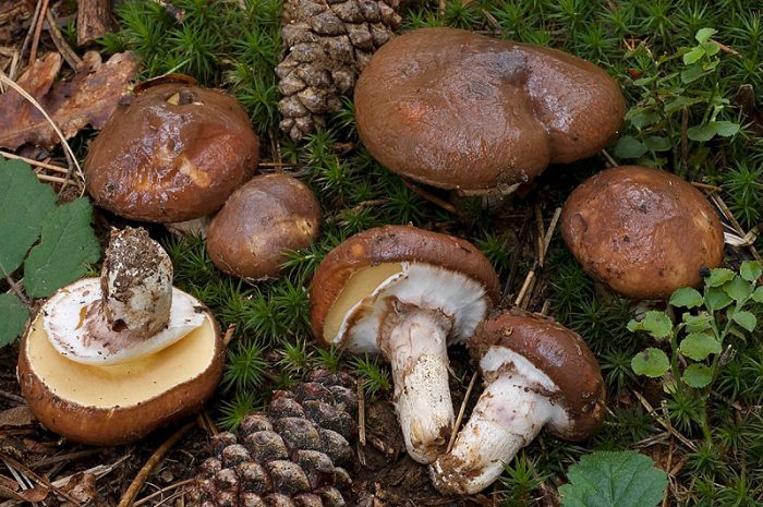 Какие грибы растут в сосновых и еловых лесах, съедобные грибы