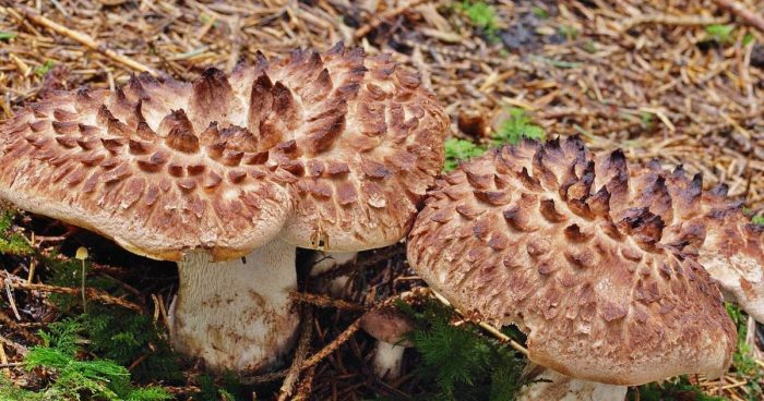 Весенние грибы — рассказываем, где и что собирать