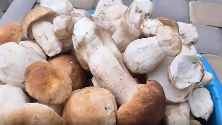Етапи чищення білих грибів