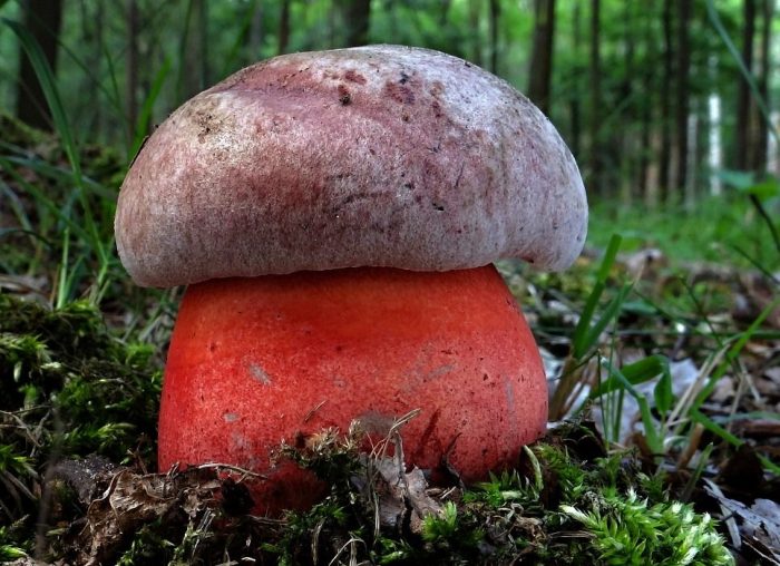 В каких лесах растут белые грибы
