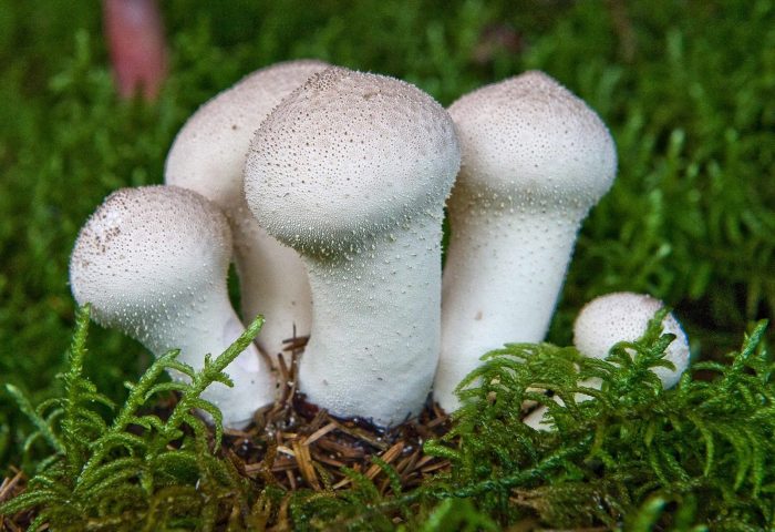 Разбор всех грибов белого цвета