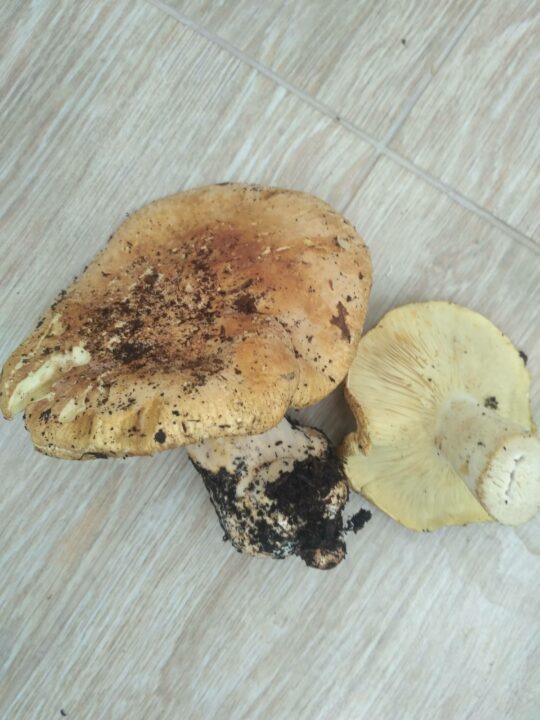 Определить гриб по фотографии онлайн
