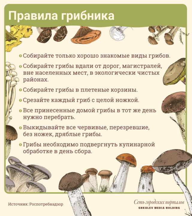 Польза и вред грибов для организма человека: какие грибы как готовить | 74.ru - Новости Челябинска