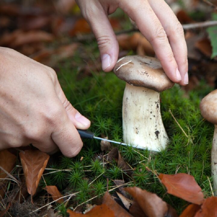 Как посеять грибы на участке из гриба