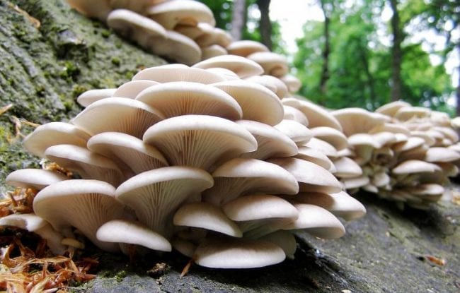 Абрикосовый гриб