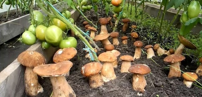 Белые грибы в огороде