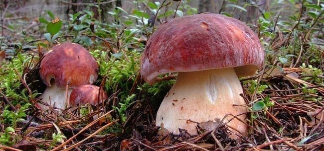Белые грибы, выращенные в домашних условиях