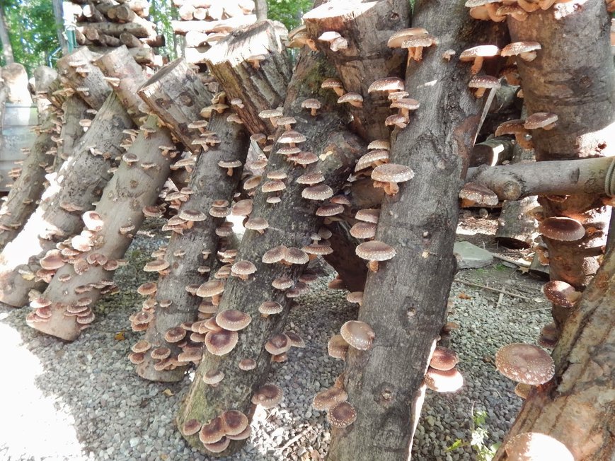 Как посеять грибы на участке из гриба