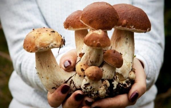Белый еловый гриб, преимущества и опасности