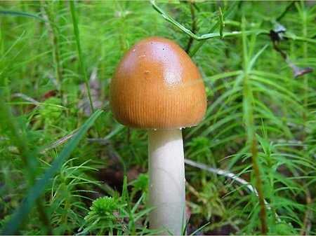 Шафрановые опята - описание гриба, где растет, похожие виды, фото ????.