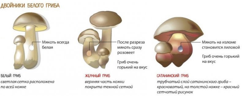 Съедобные грибы в Украине: фото и описание