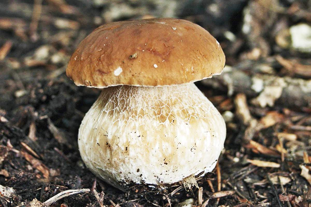 Белый еловый гриб