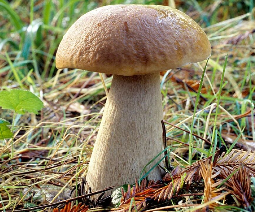 Белые еловые грибы