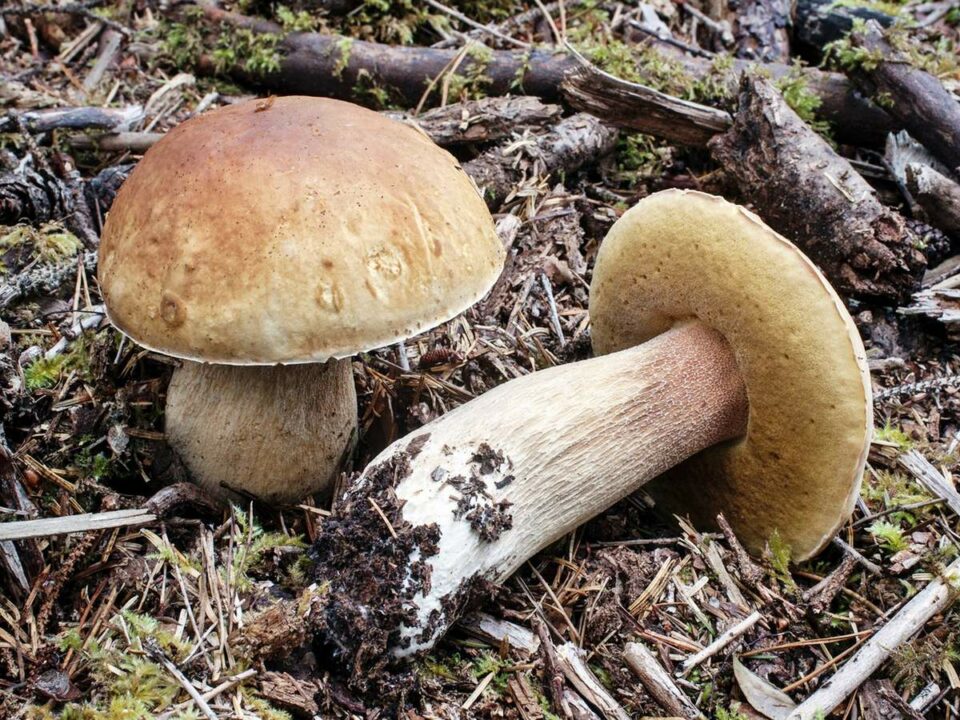 Белые еловые грибы