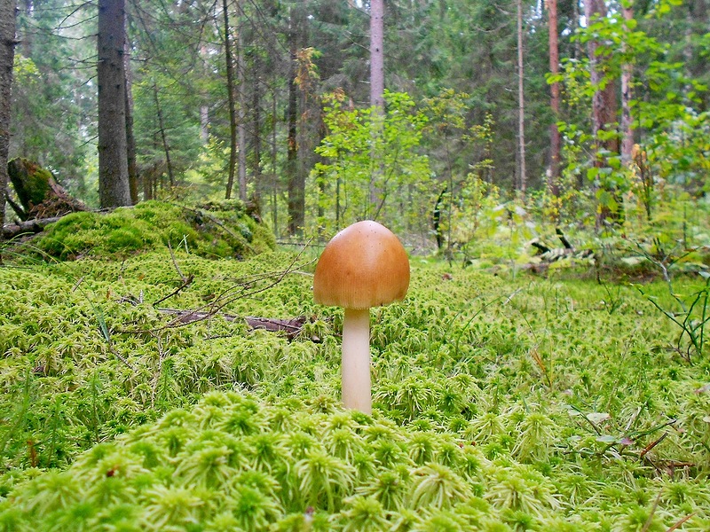 Шафрановые опята | Съедобные грибы | Фотографии грибов в естественной среде обитания