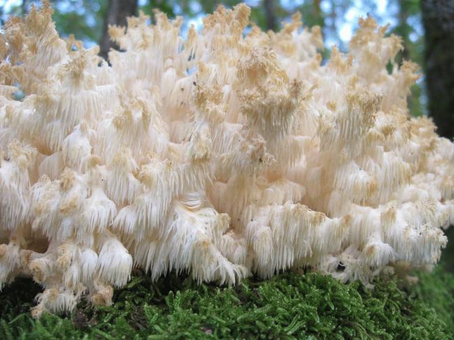Эзовик - фотографическое описание преимуществ и недостатков гриба и его кулинарного использования