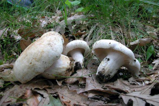 Молочные грибы с перцем