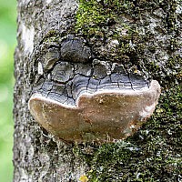 Ложный тополиный гриб (Phellinus tremulae) - сибирский гриб