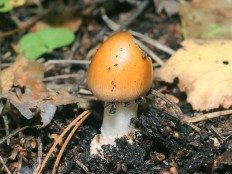 Поплавок шафрановый съедобный гриб или нет