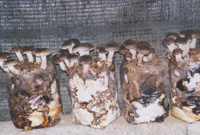 Как правильно выращивать грибы в подвале