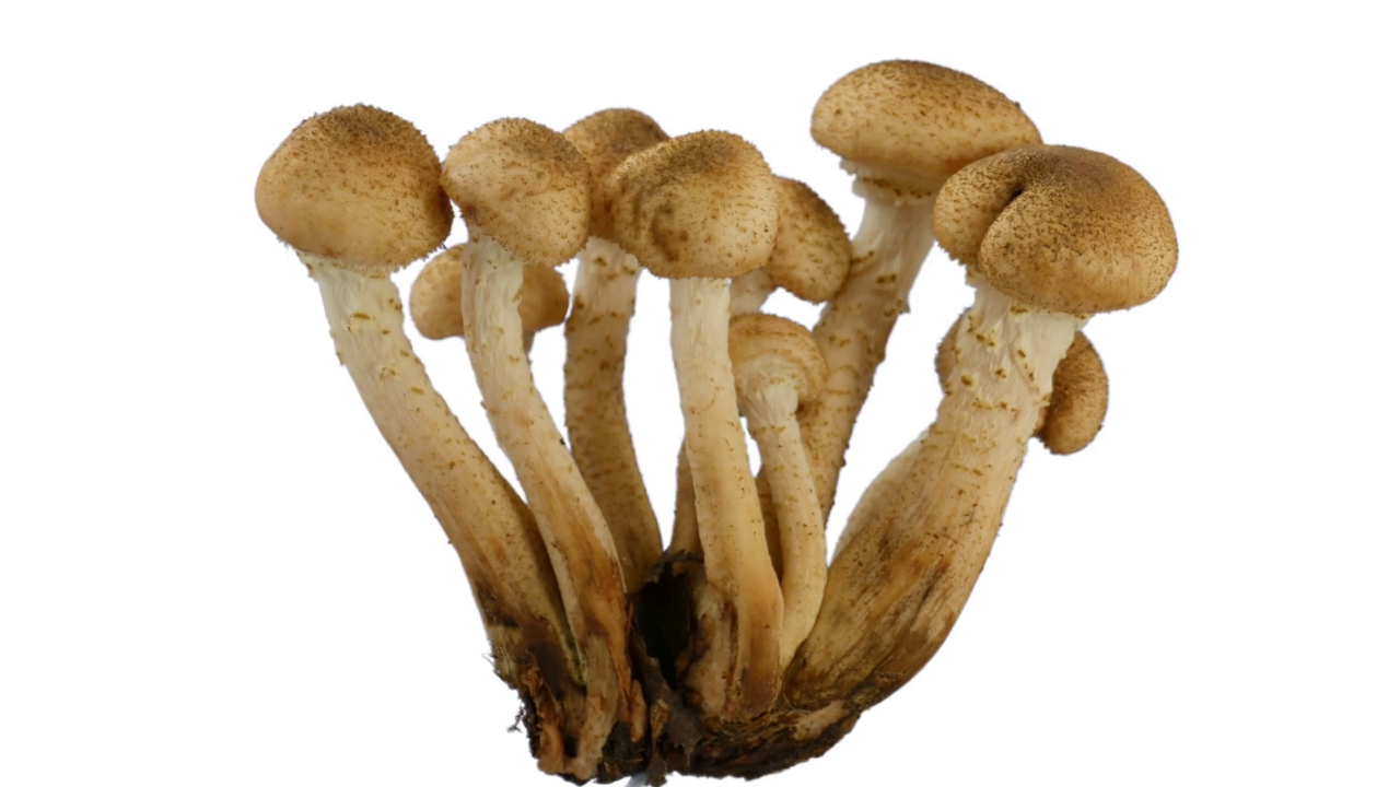 Как правильно выращивать грибы в подвале