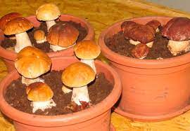 Как вырастить белые грибы на даче или в домашнем саду