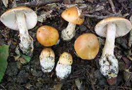 Шафрановые мухоморы (Amanita crocea) / съедобные грибы, ягоды, травы