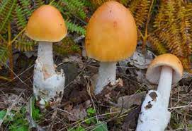 Шафрановый поплавок (Amanita crocea) / Съедобные грибы, ягоды, травы
