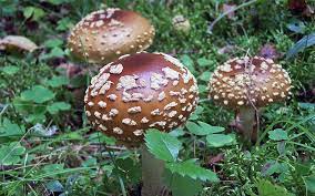 Amanita regalis - гриб угрянка