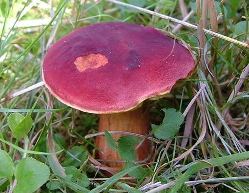 Красные грибы