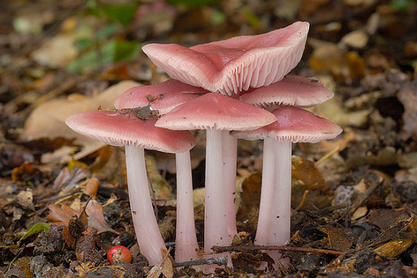 Красные грибы