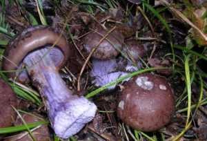 Где растет гриб Паутинник багряный